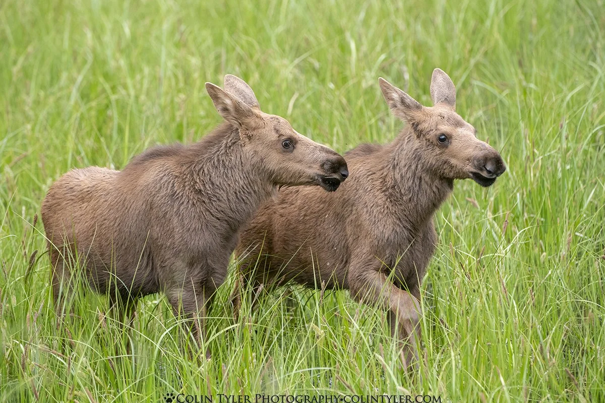 Twin calves near Cooper Landing, Alaska