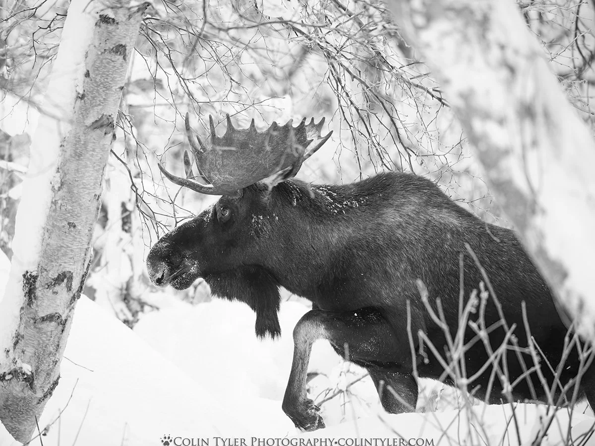 Bull Moose in Deep Snow, Eagle River Nature Center