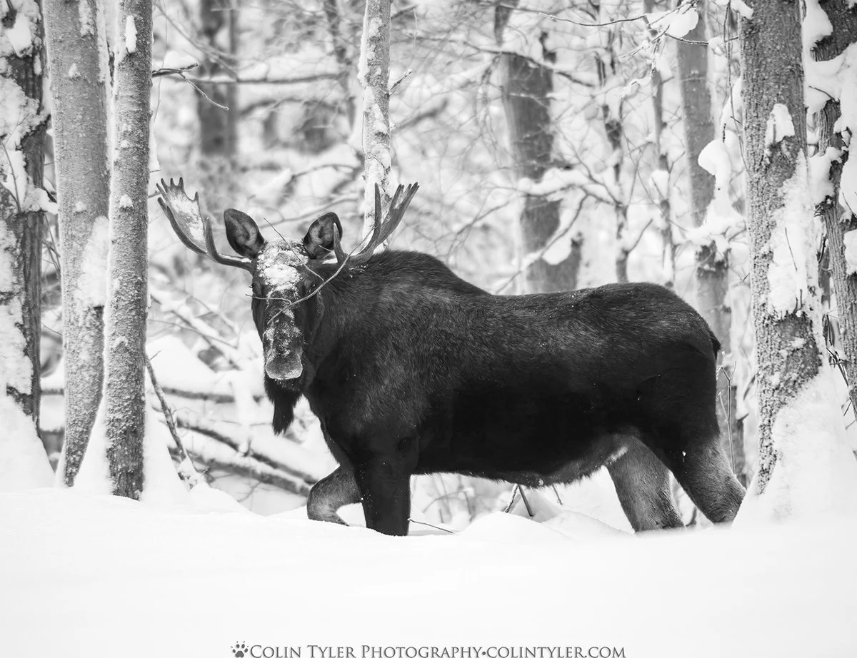 Bull Moose in Deep Snow, Eagle River Nature Center