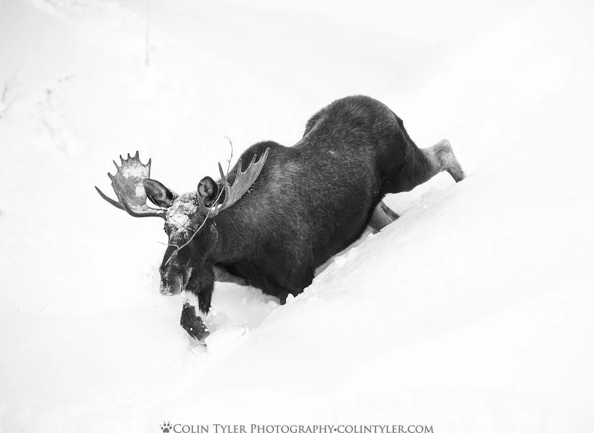 Bull Moose in Deep Snow, Eagle River Nature Center