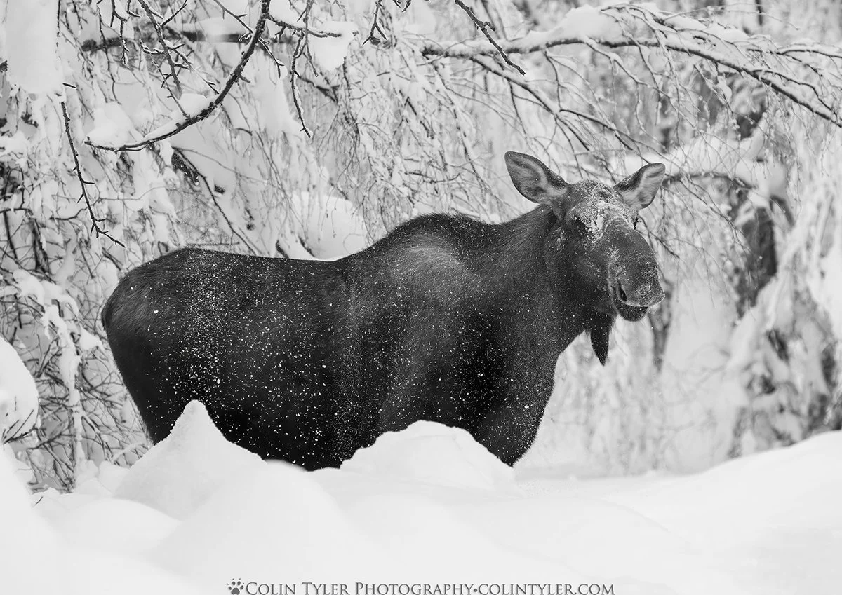 Cow Moose in Deep Snow, Eagle River Nature Center