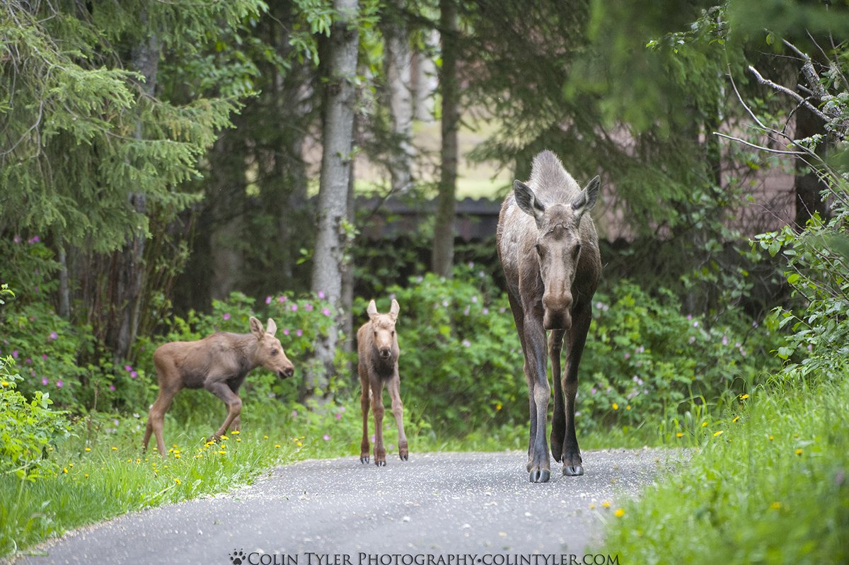 Cow Moose with Calves, Eagle River