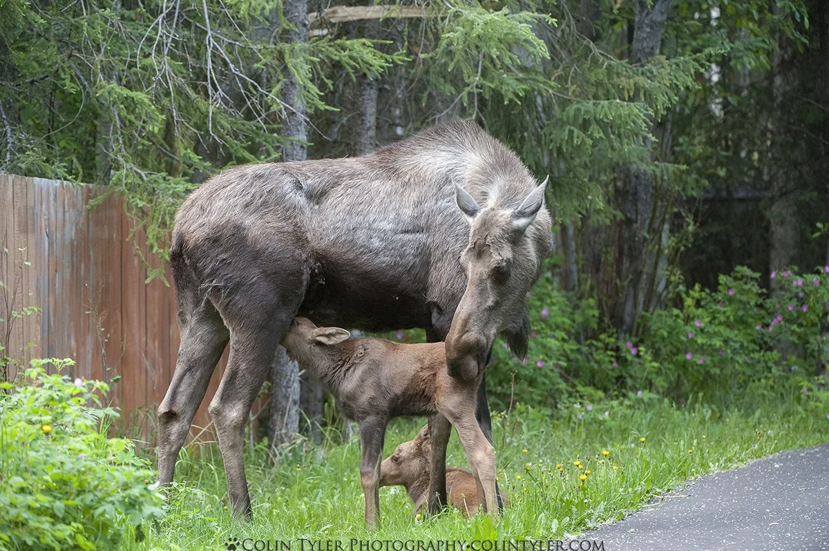 Cow Moose with Calf Nursing, Eagle River