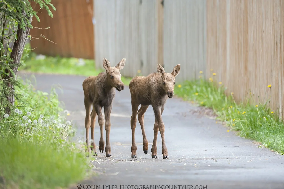 Moose calves in a residential neighborhood, Eagle River