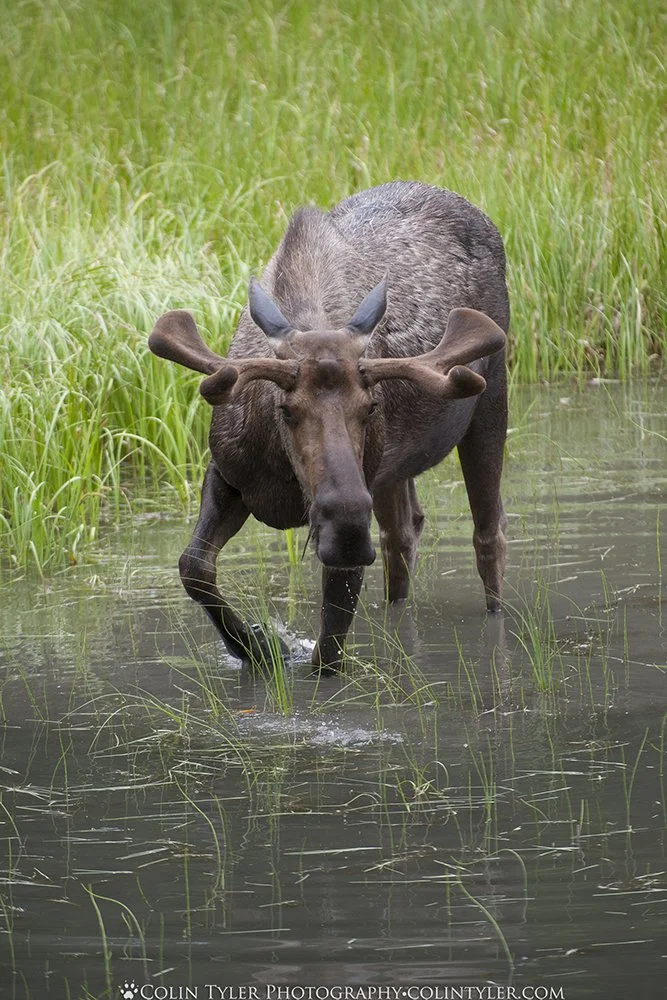 Bull Moose Feeding near Eagle River