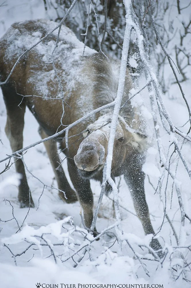 Moose browsing in January, Eagle River Nature Center, Alaska