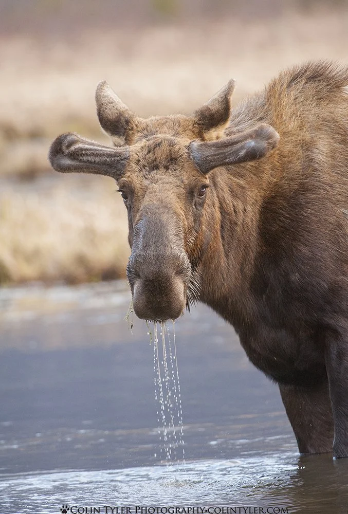 Young bull moose with velvet-covered spring antlers, Eagle River Nature Center, Alaska