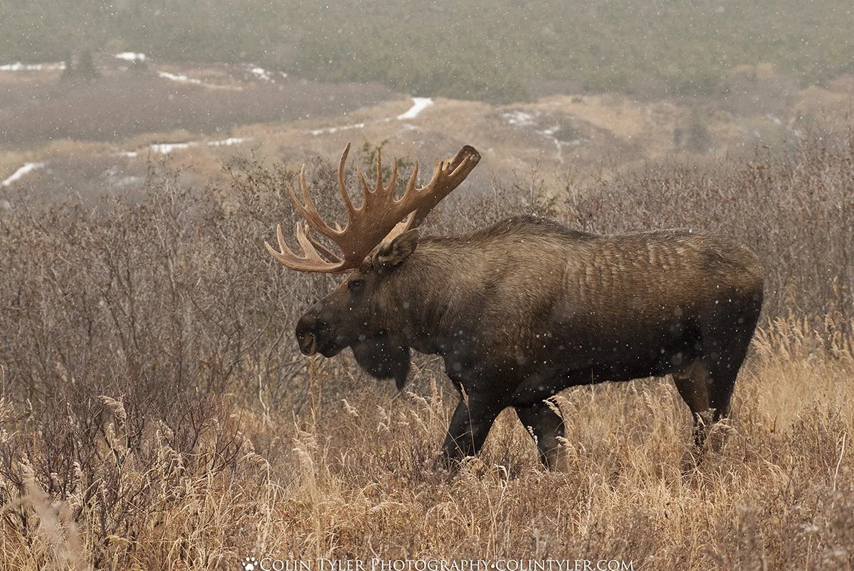 Bull moose in autumn snowfall, Chugach State Park, Alaska