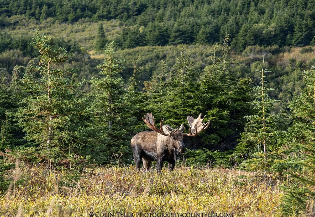 Bull Moose, Chugach State Park