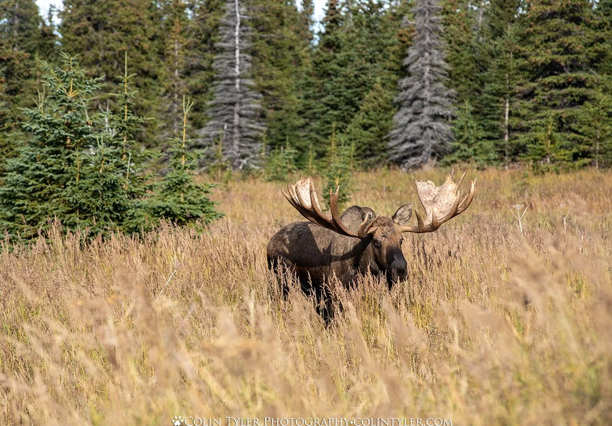 Bull Moose, Chugach State Park