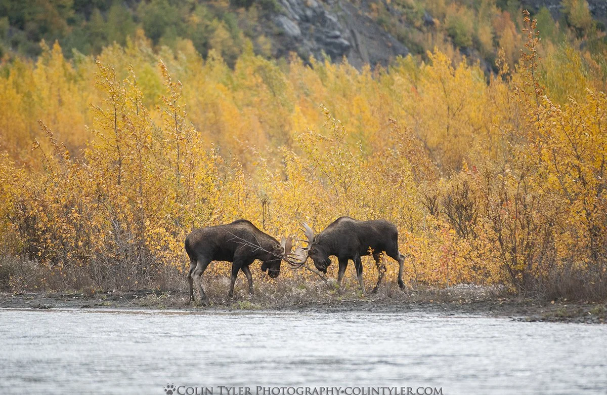 Bull Moose Sparring near the river ford on the Crow Pass Trail, Chugach State Park