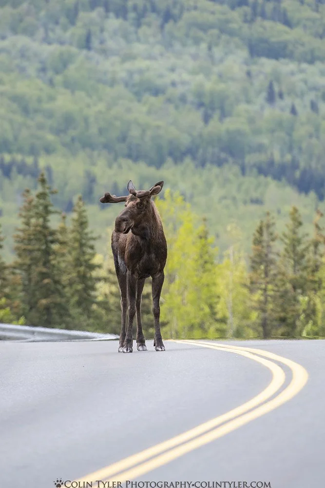 Bull Moose on Eagle River Road