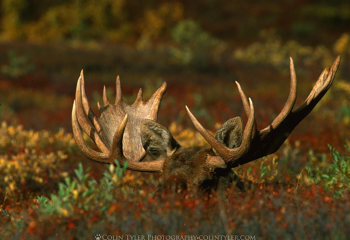 Bull Moose, Denali National Park