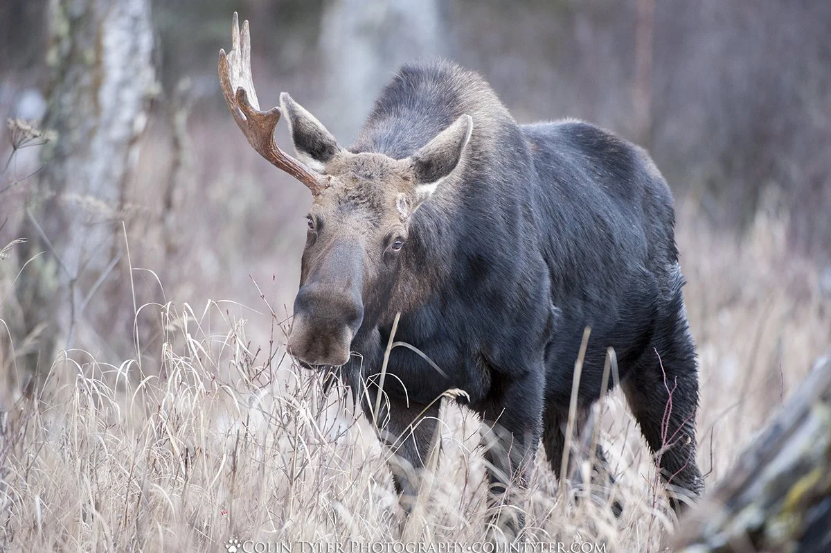A bull moose has shed one if its antlers, Eagle River Nature Center, Alaska
