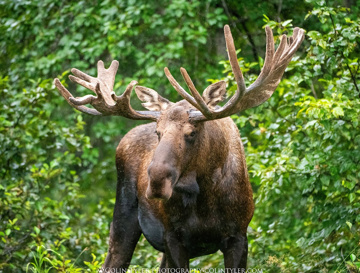 Bull Moose, Kincaid Park, Anchorage