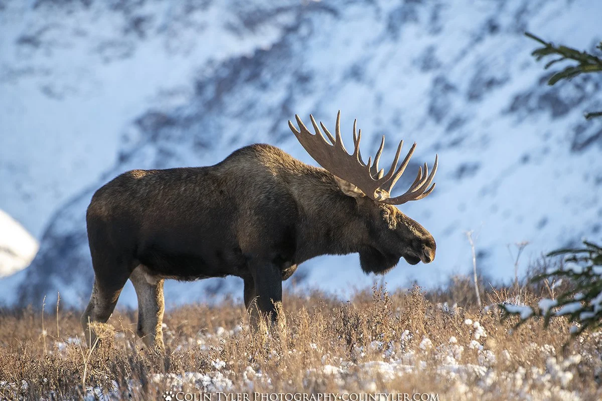 Bull Moose, Chugach State Park