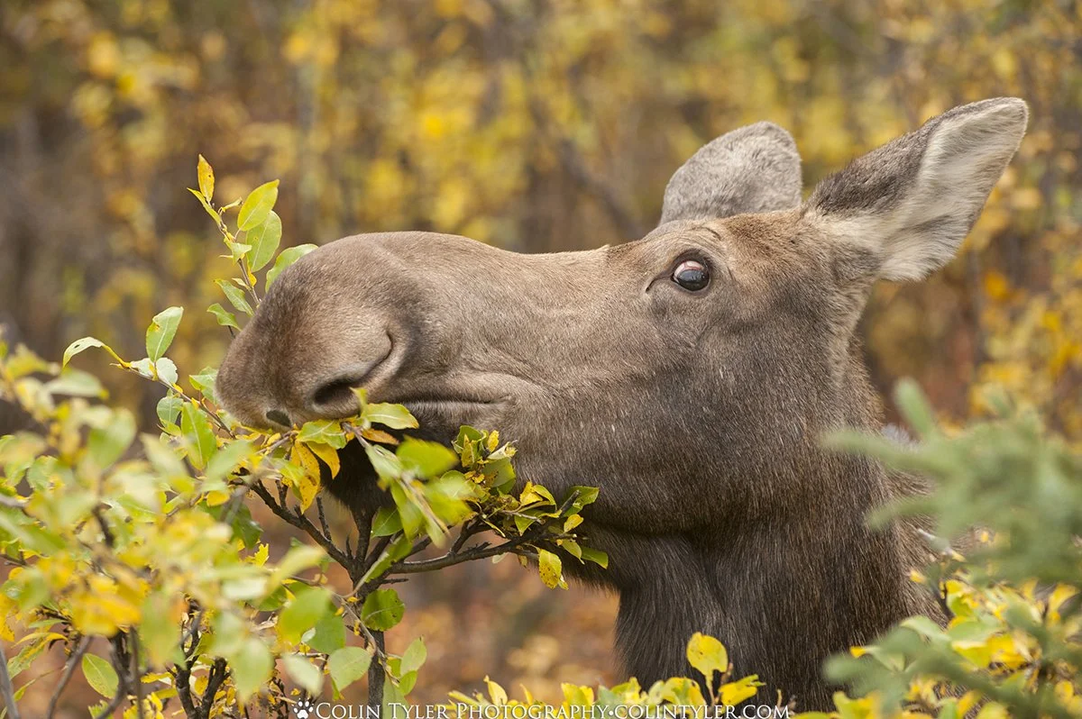 A cow moose browsing on willow leaves, Denali National Park, Alaska