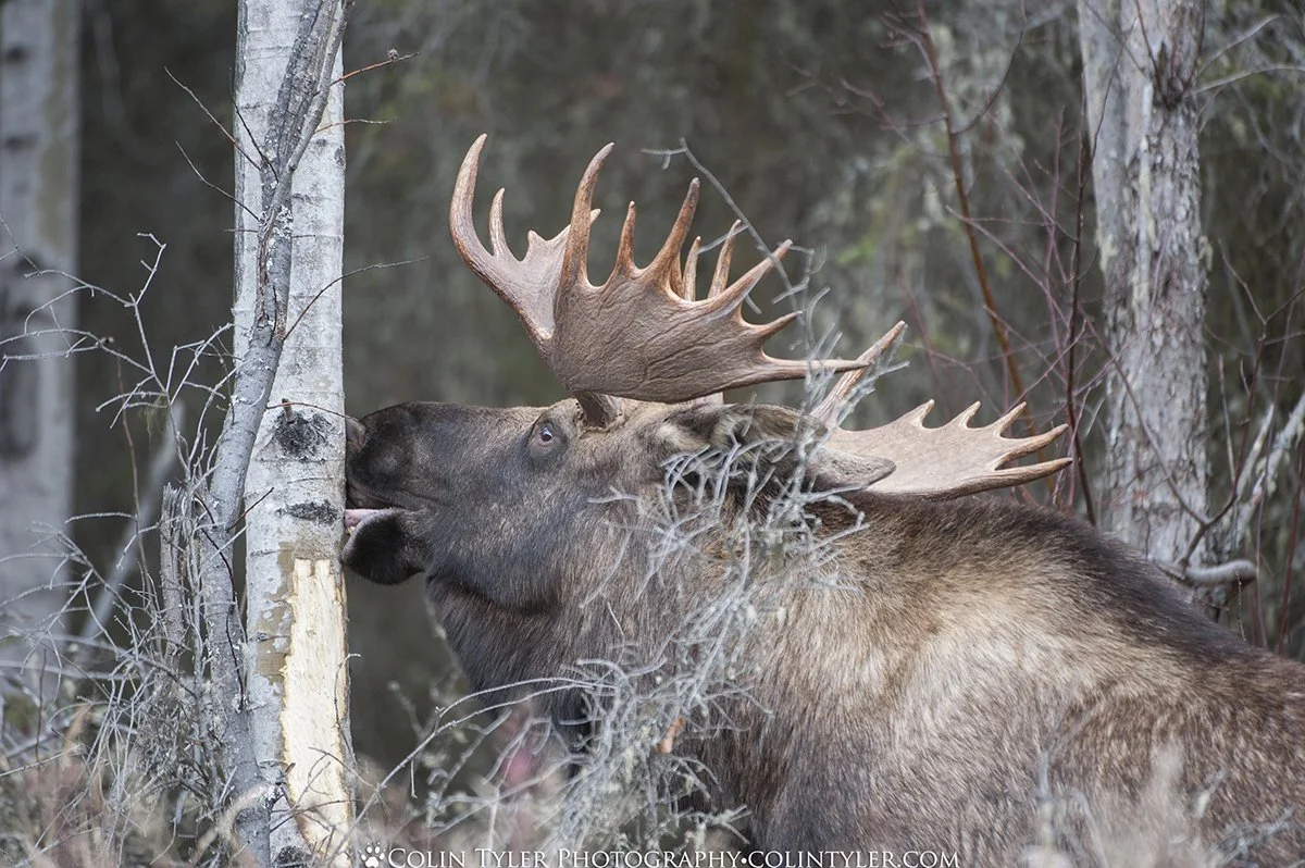 Bull moose eating aspen bark, Eagle River