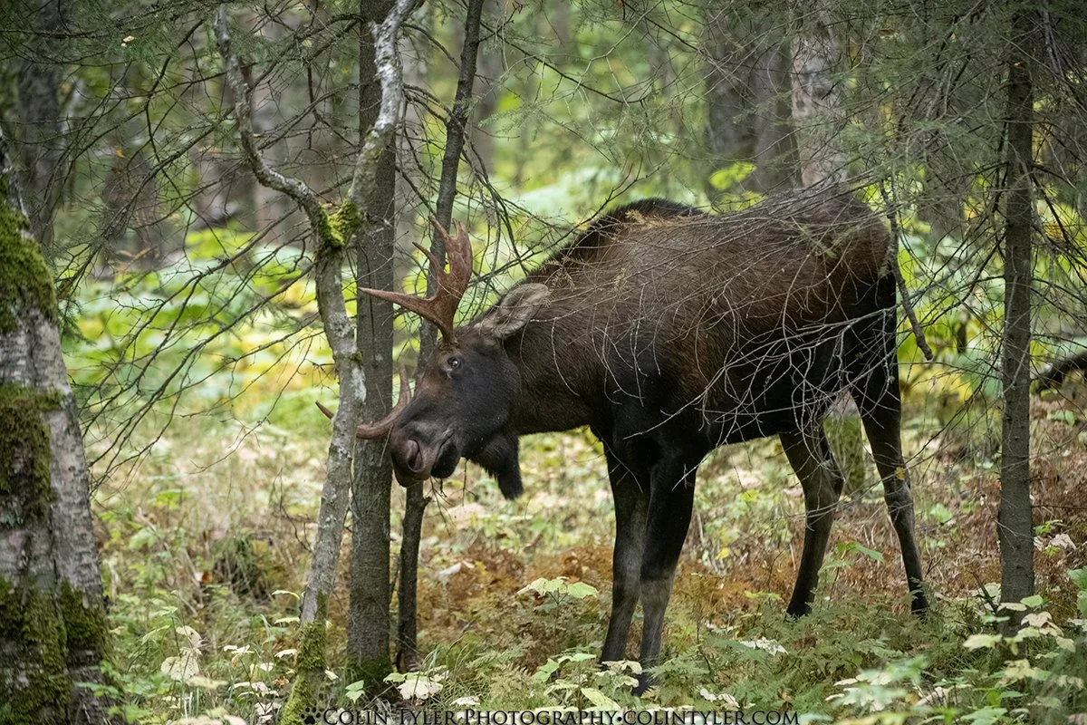 Bull Moose, Kincaid Park, Anchorage