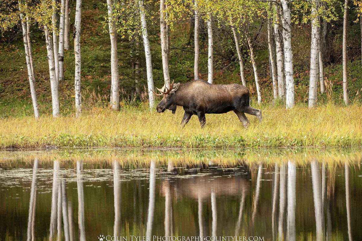 Bull Moose, Kincaid Park, Anchorage