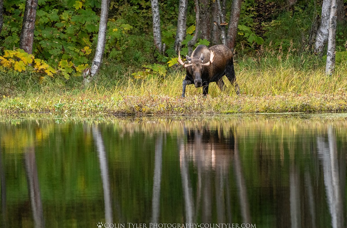 Bull Moose, Kincaid Park, Anchorage
