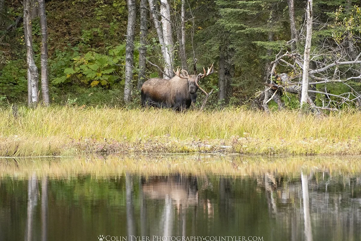 Bull Moose with a Branch in his Antlers, Kincaid Park, Anchorage