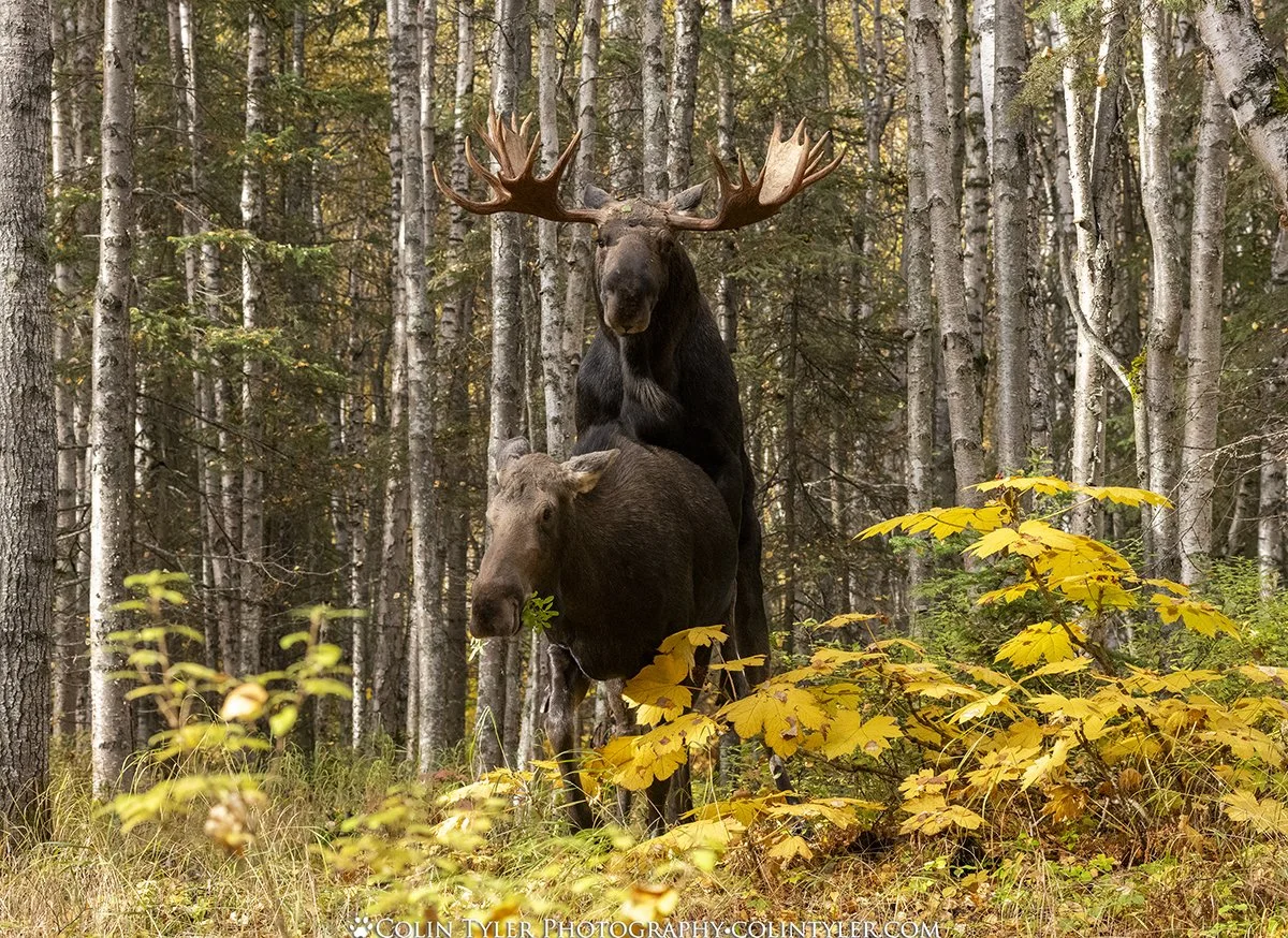 Moose Mating, Anchorage