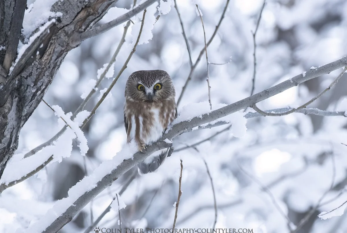 Saw-whet owl near the Eagle River Nature Center