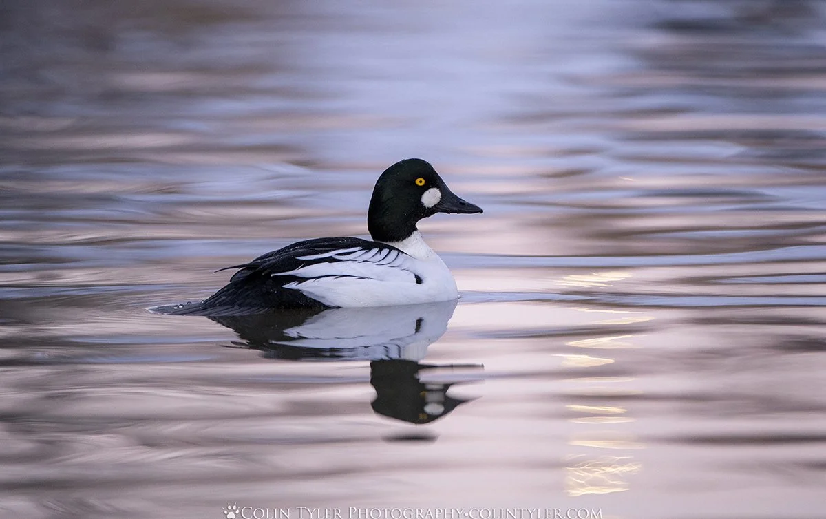 Common Goldeneye, Alaska