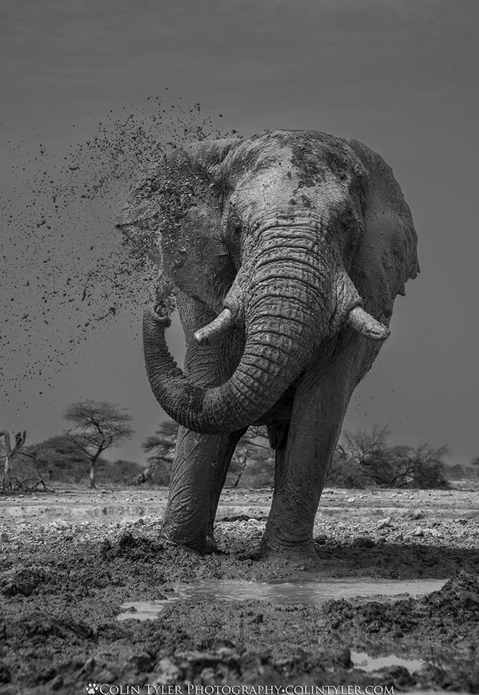 Bull elephant from the ground hide waterhole, Onguma Private Game Reserve, Namibia
