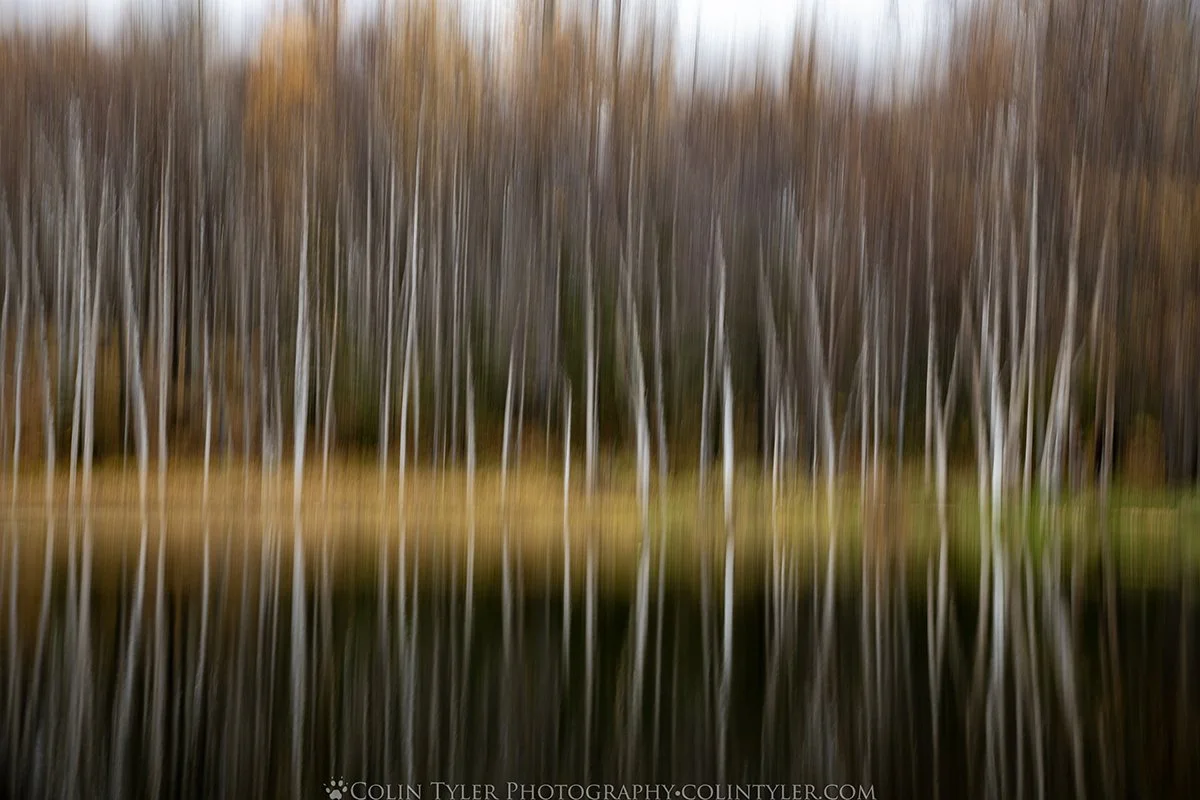 In-camera motion blur, Kincaid Park, Anchorage, Alaska