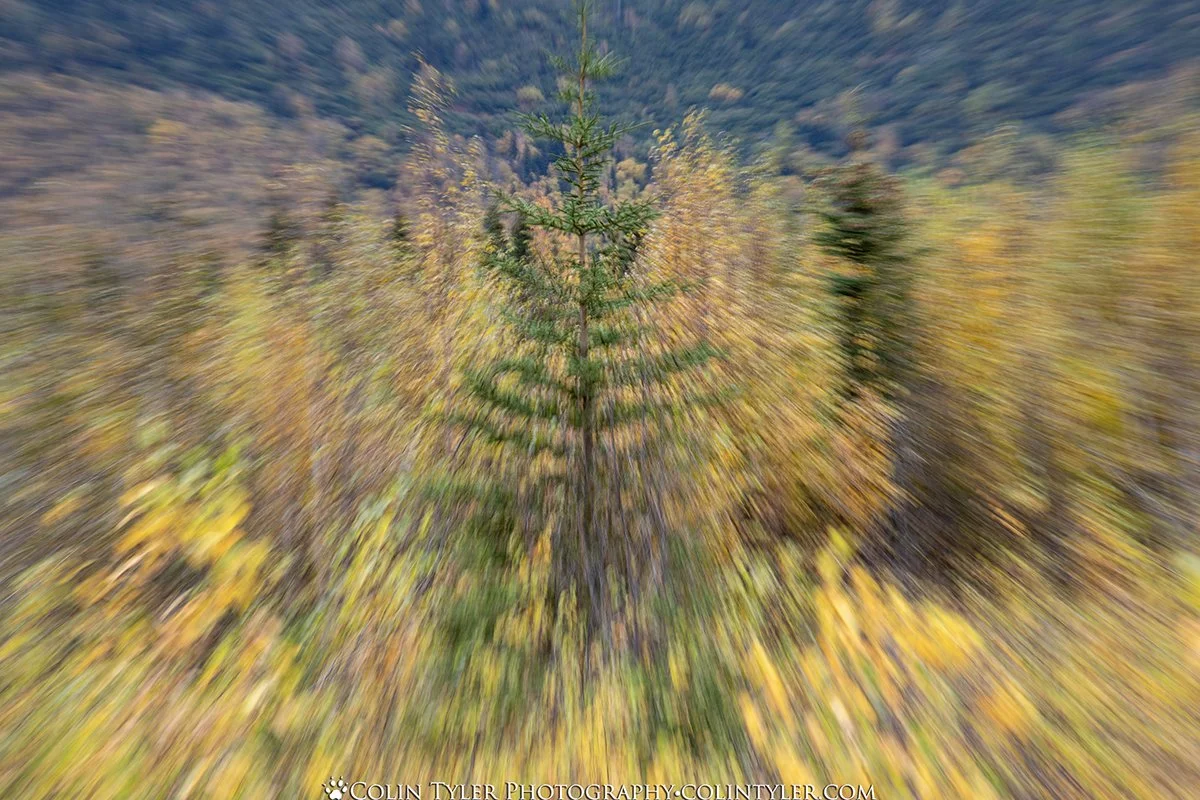 In-camera motion blur, Eagle River Nature Center, Alaska