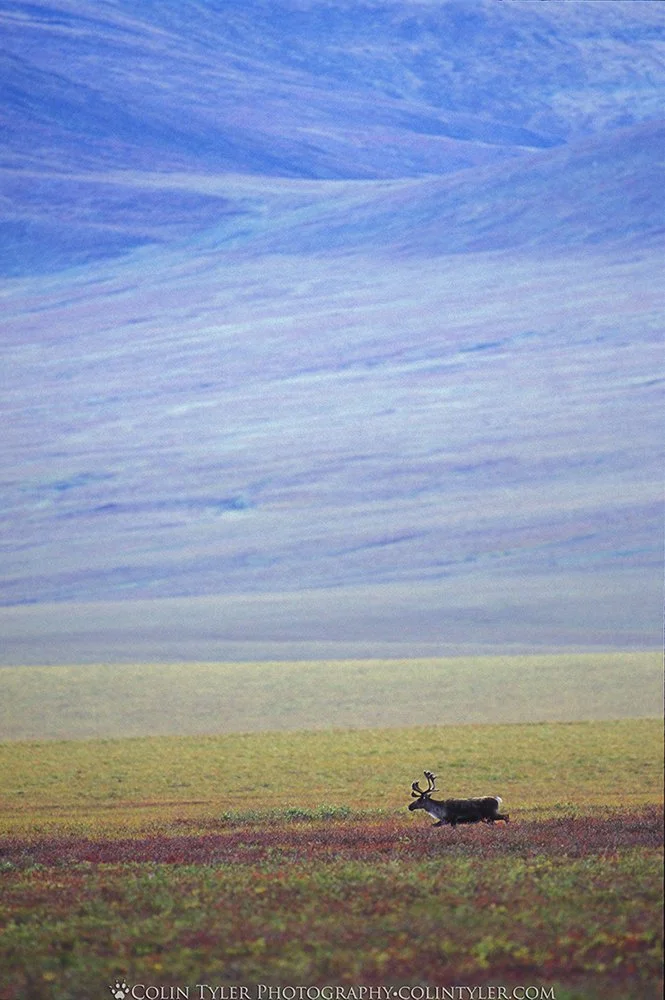 Bull caribou on Alaska's north slope in autumn