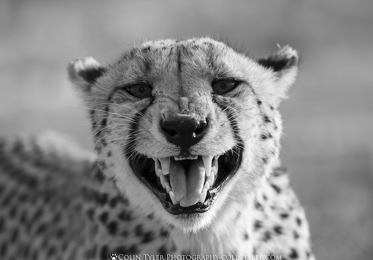 Cheetah PortraitNews Recent PhotosColin Tyler Photography cheetah-portraitnews-recent-photoscolin-tyler-photography