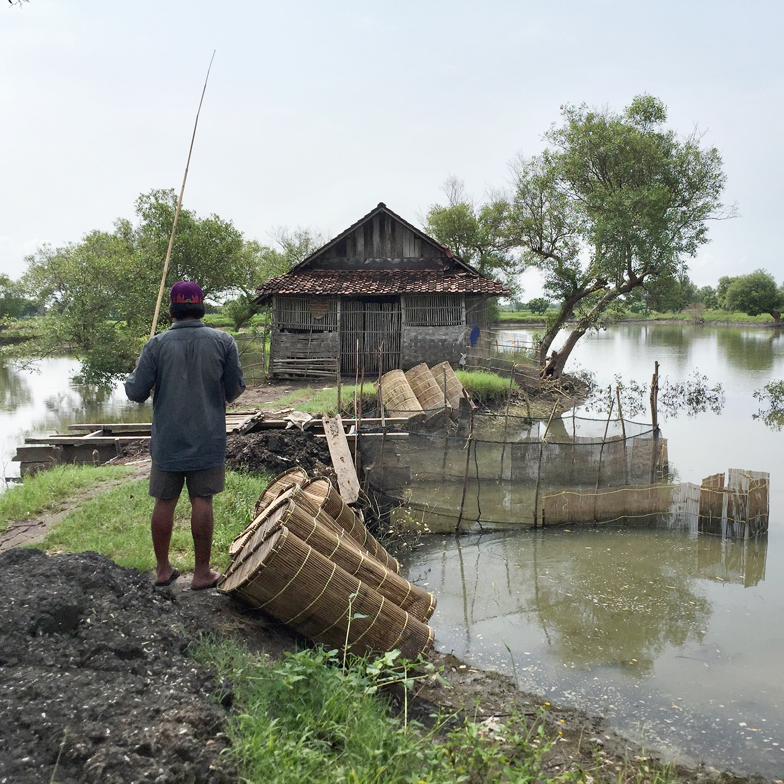 Mangrove-black-tiger-shrimp-farming.jpg