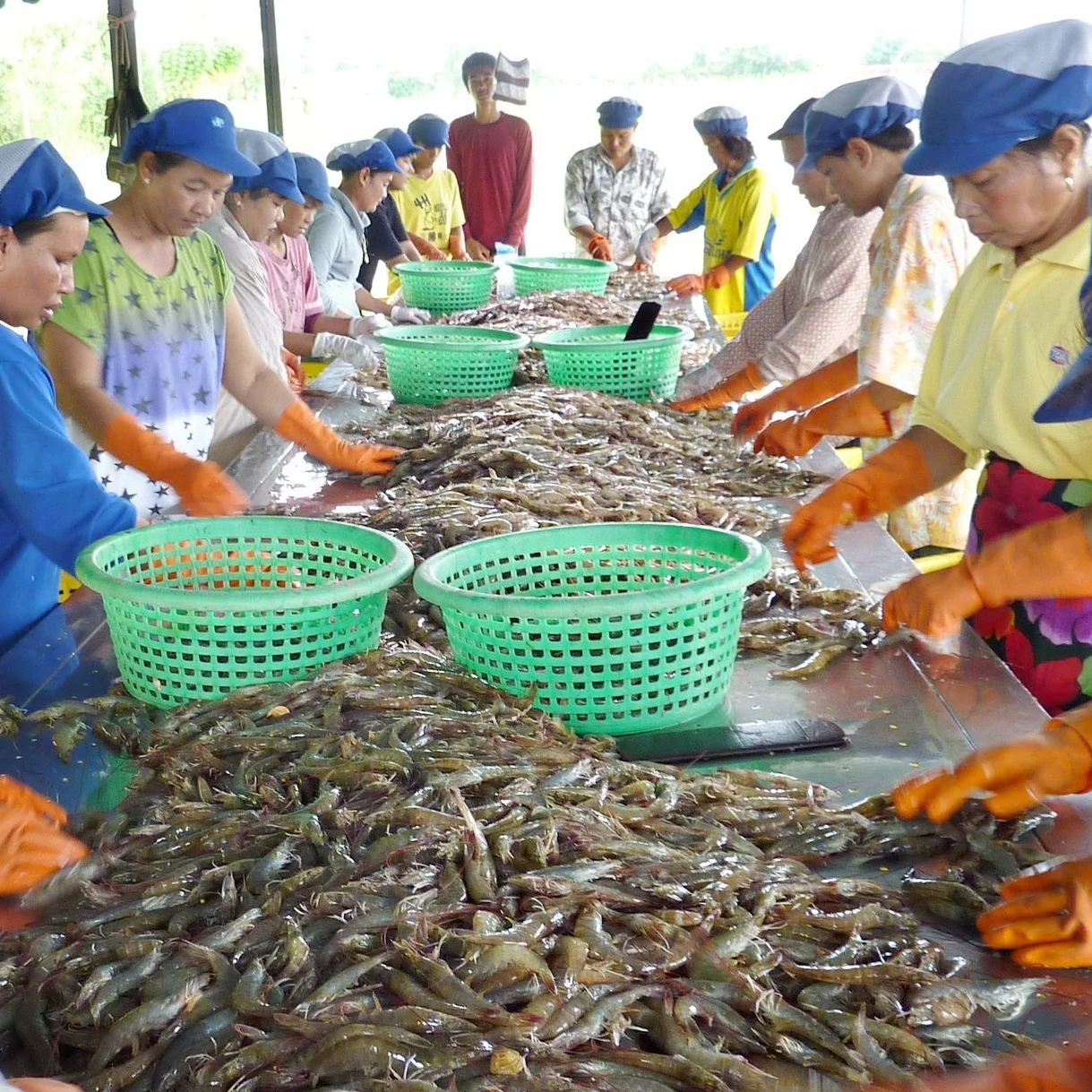 Asian_seafood_processors_sustainable_seafood.jpg