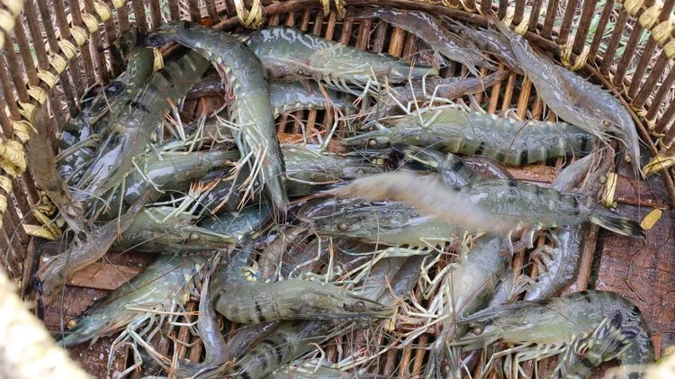 aquaculture_sustainable_seafood_asic_postelsia.jpg