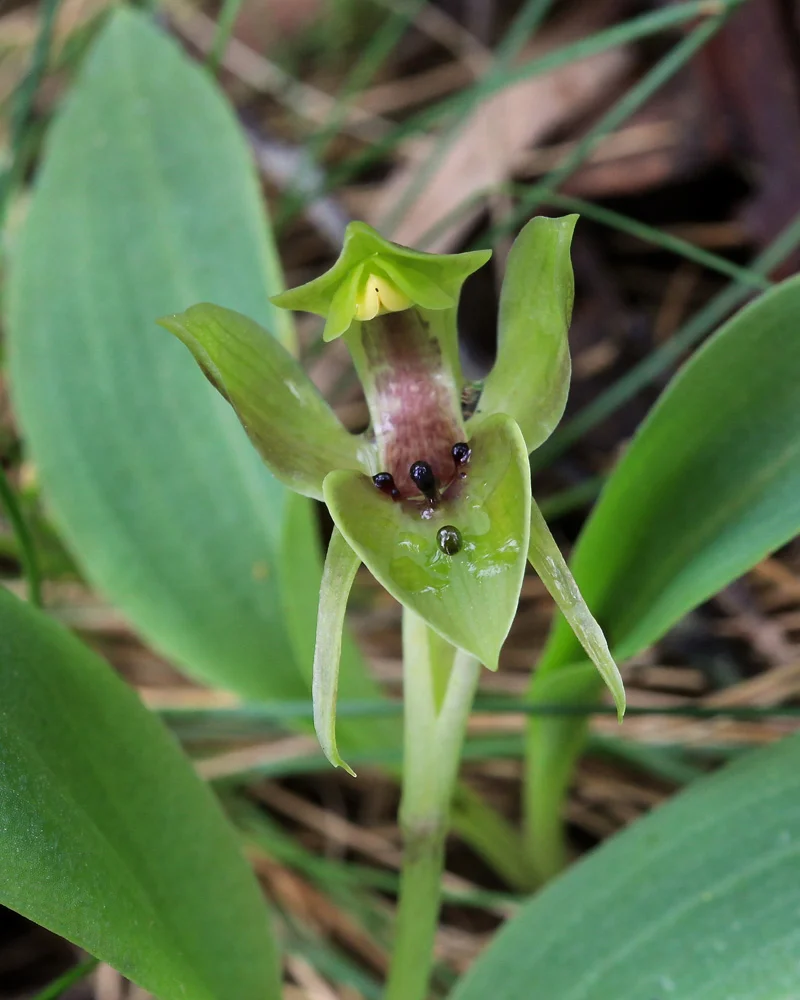 Common Bird Orchid