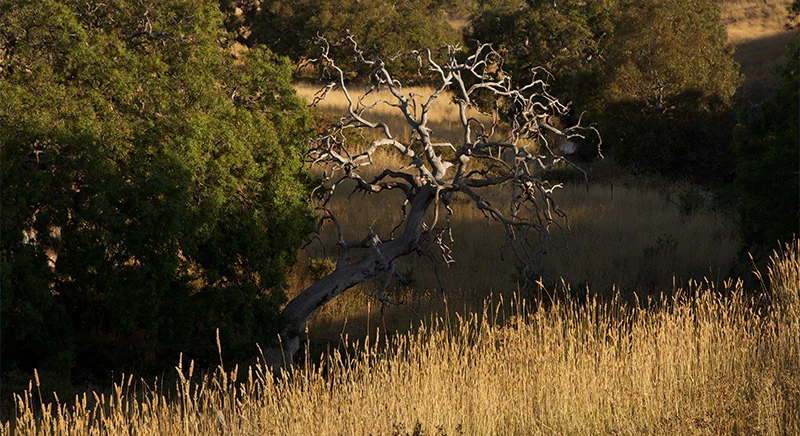 Kororoit Creek