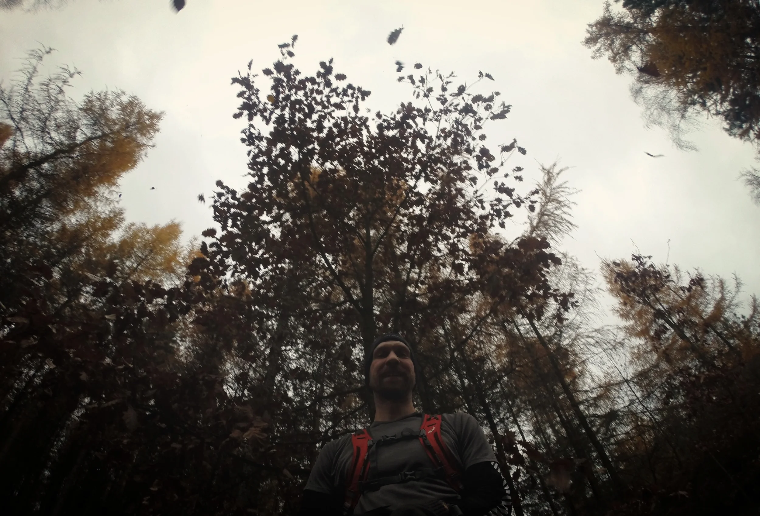 Sněží listí - Postavte se pod strom a pořádně do něj kopnout :)