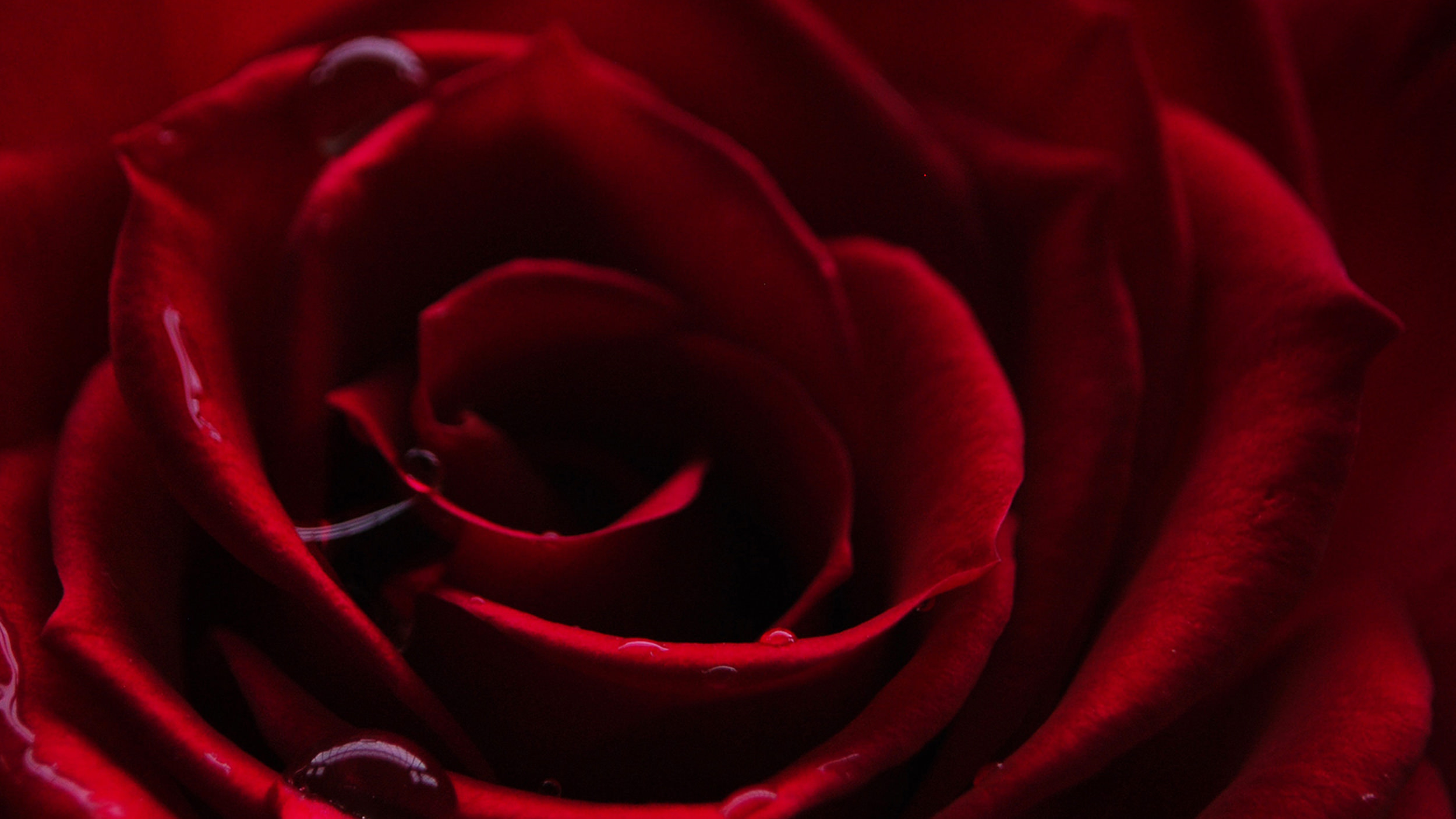 Tout savoir sur la rose : histoire, symbolique et couleurs