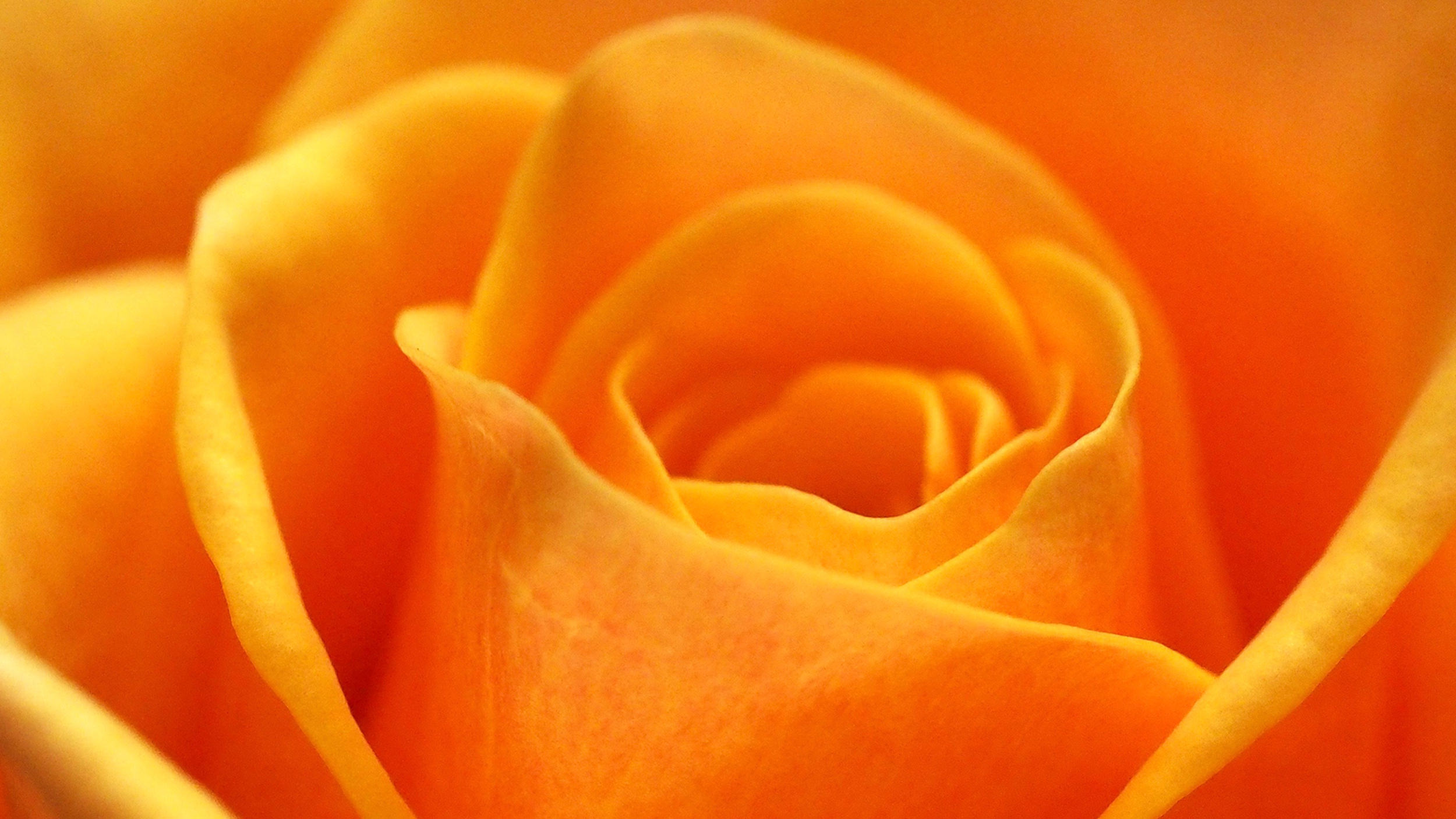 Les Couleurs Les Roses Influenz
