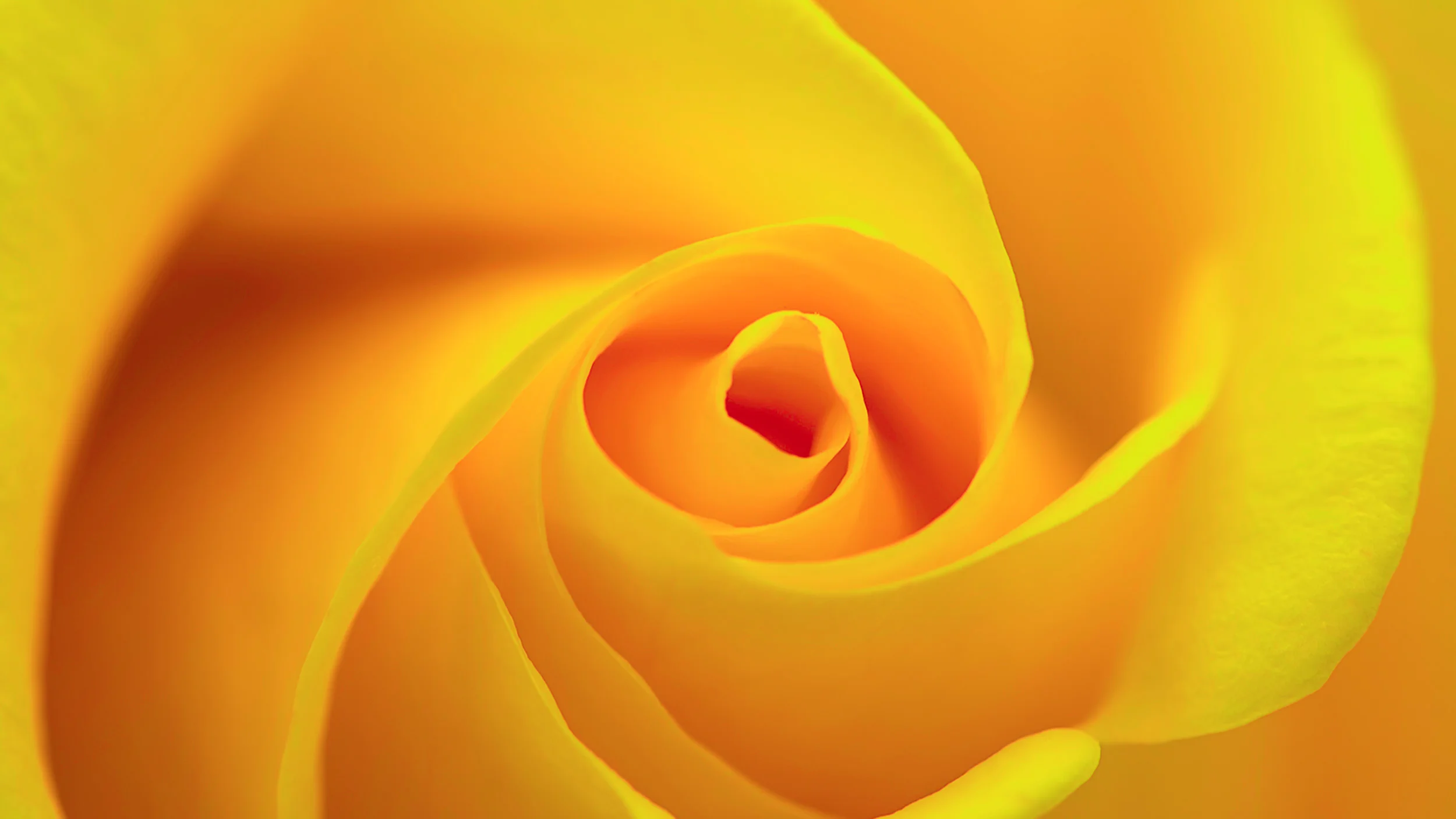 Les Couleurs Les Roses Influenz