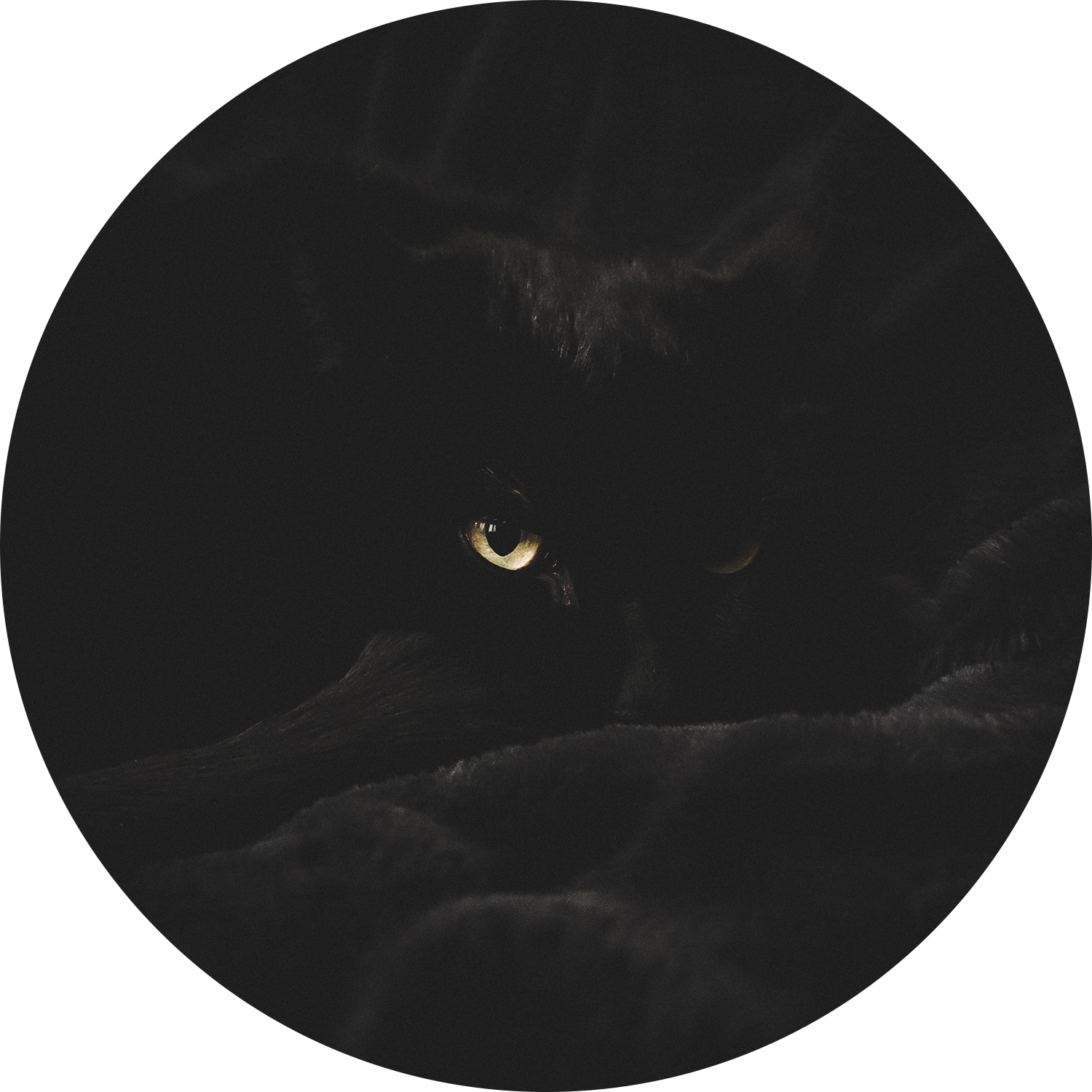 Image noire: chat (#indépendant)