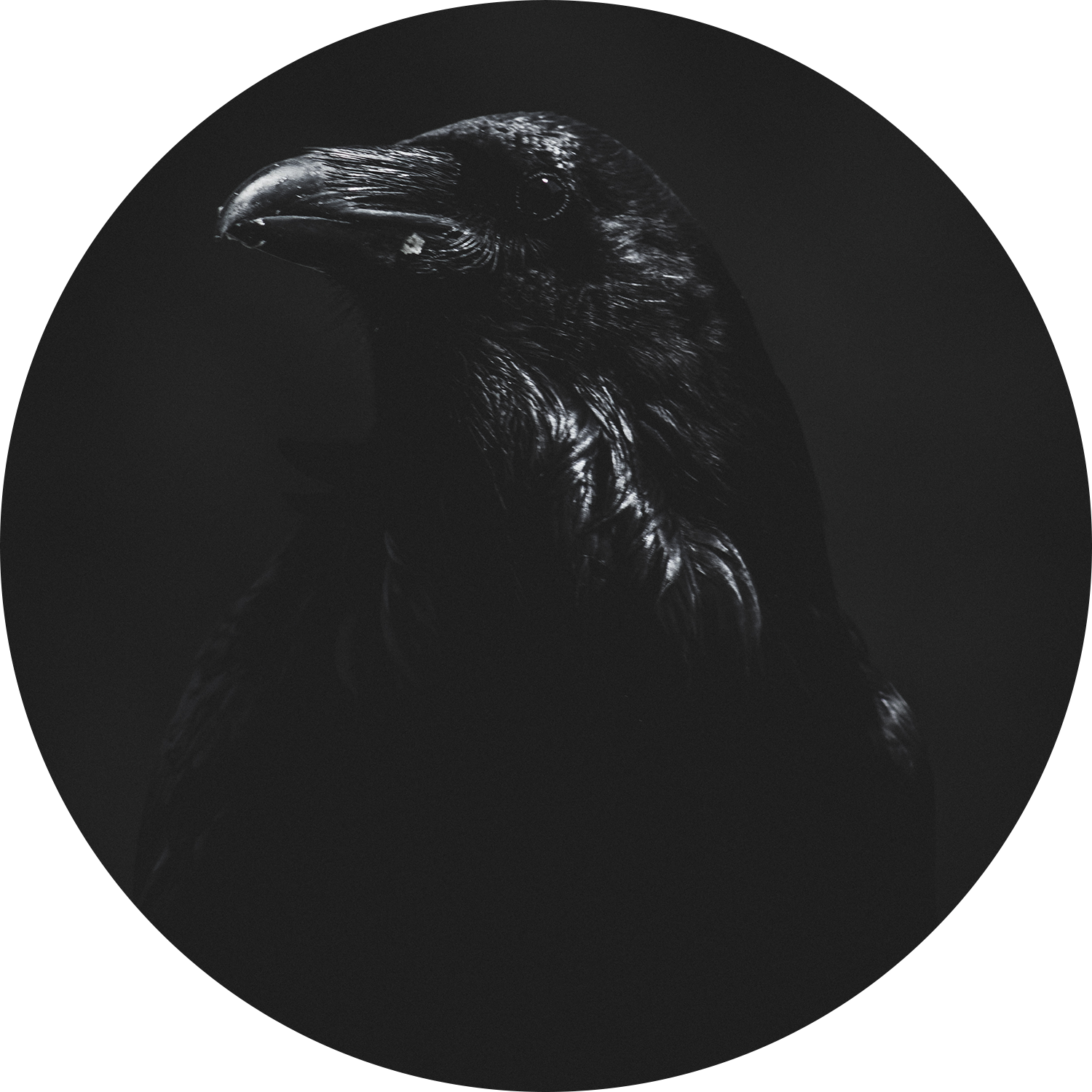 Image noire: corbeau (#ténébreux)