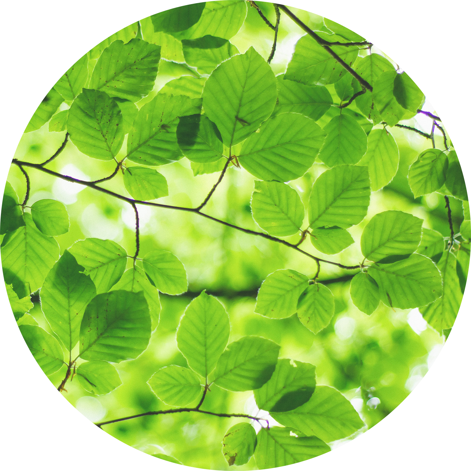 Image verte: feuilles (#tendre)