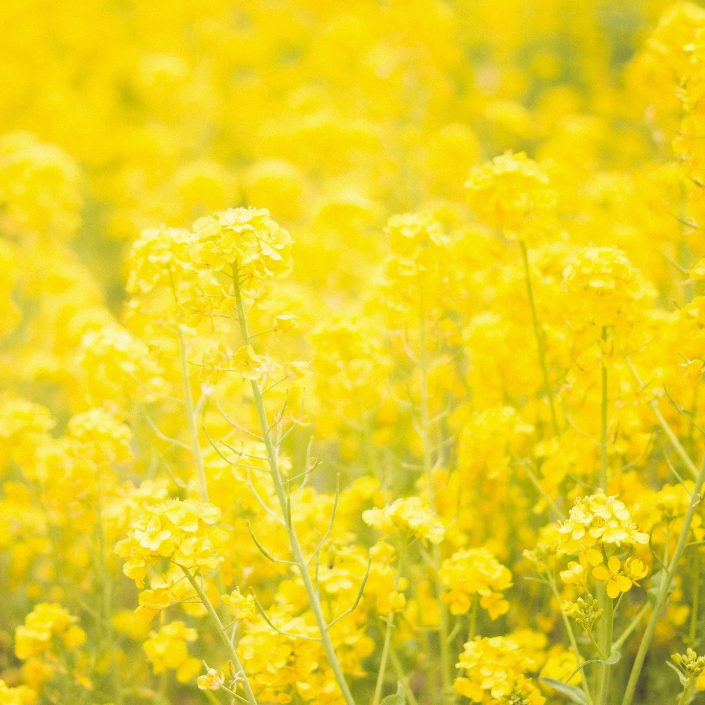 [&nbsp;JAUNE&nbsp;] #joyeux 

Jaune imp&eacute;rial, jaune moutarde, ou topaze: plongez dans le champ chromatique jaune! D&eacute;couvrez la couleur jaune, ses nuances, son histoire, sa symbolique et ses significations. 

Cr&eacute;dits: @unsplash / 