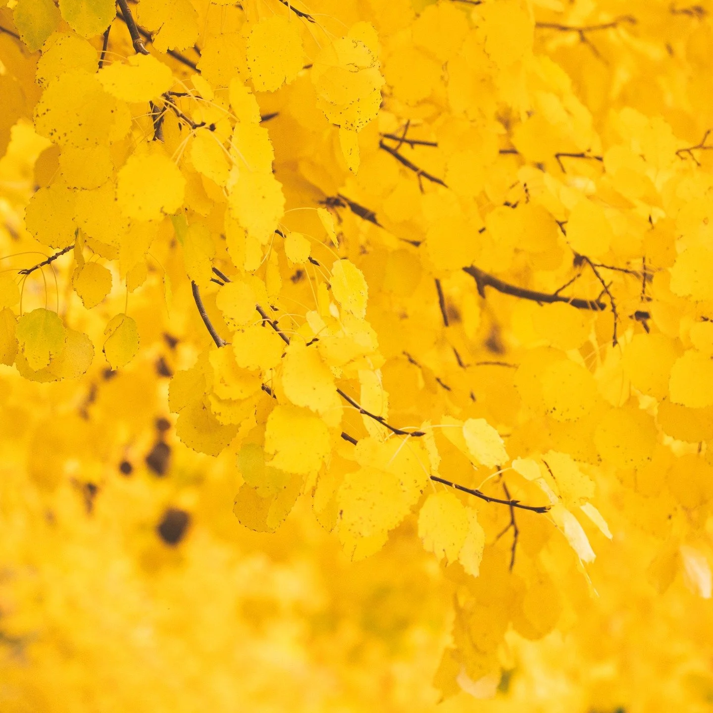 [&nbsp;JAUNE&nbsp;] #chaleureux 

Jaune imp&eacute;rial, jaune moutarde, ou topaze: plongez dans le champ chromatique jaune! D&eacute;couvrez la couleur jaune, ses nuances, son histoire, sa symbolique et ses significations. 

Cr&eacute;dits: @unsplas