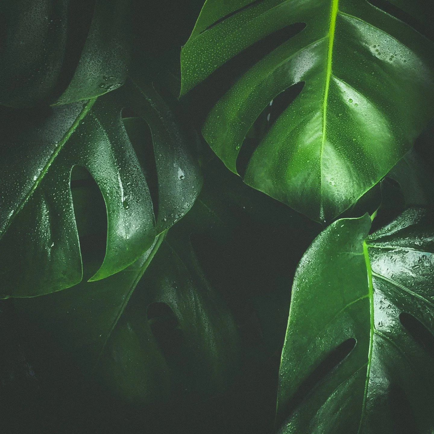 [&nbsp;VERT&nbsp;] #frais 

Vert pomme, &eacute;meraude, ou sapin: plongez dans le champ chromatique vert! D&eacute;couvrez la couleur verte, ses nuances, son histoire, sa symbolique et ses significations. 

Cr&eacute;dits: @unsplash / @bartzimny 

#