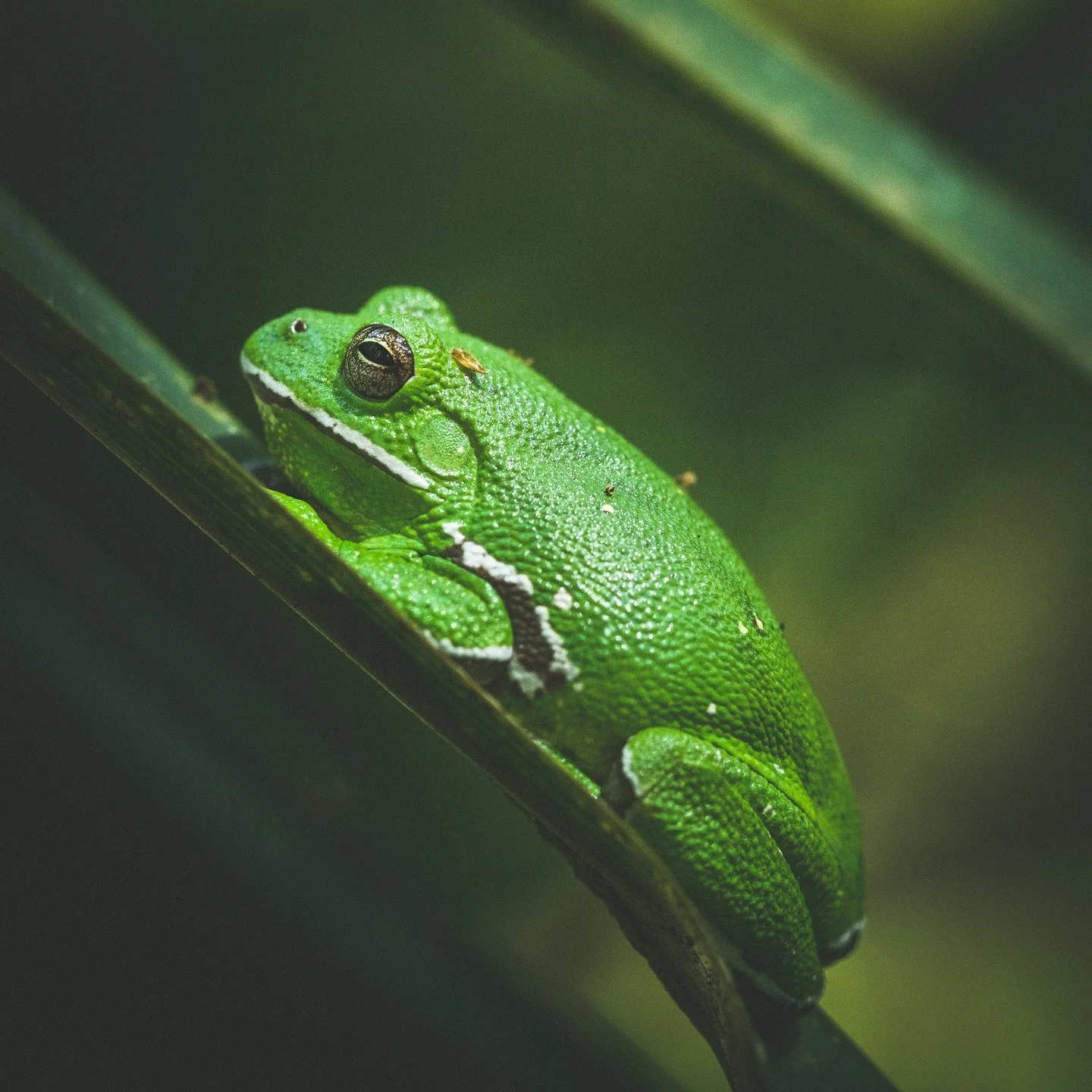 [&nbsp;VERT&nbsp;] #naturel

Vert pomme, &eacute;meraude, ou sapin: plongez dans le champ chromatique vert! D&eacute;couvrez la couleur verte, ses nuances, son histoire, sa symbolique et ses significations. 

Cr&eacute;dits: @unsplash / @judowoodo_

